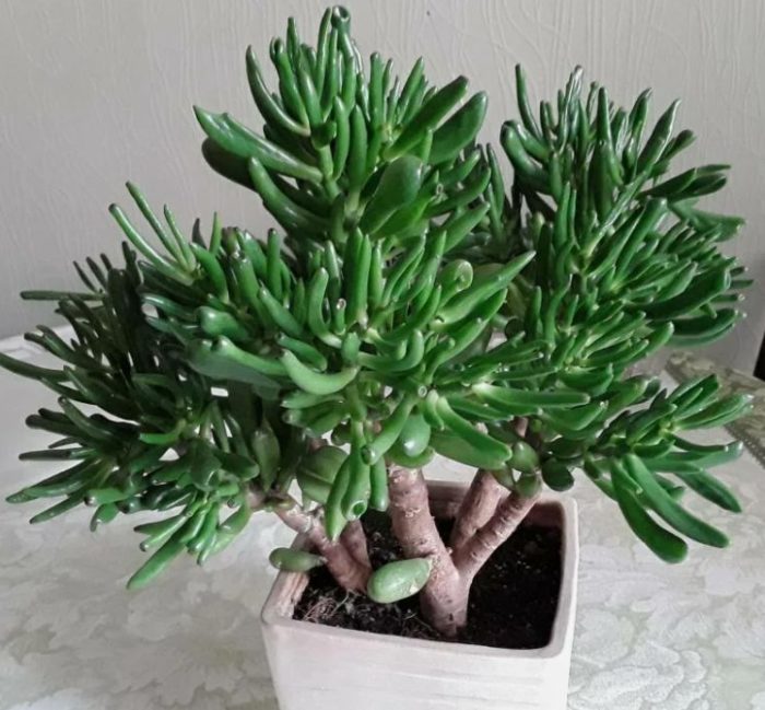 Хобитът Красула