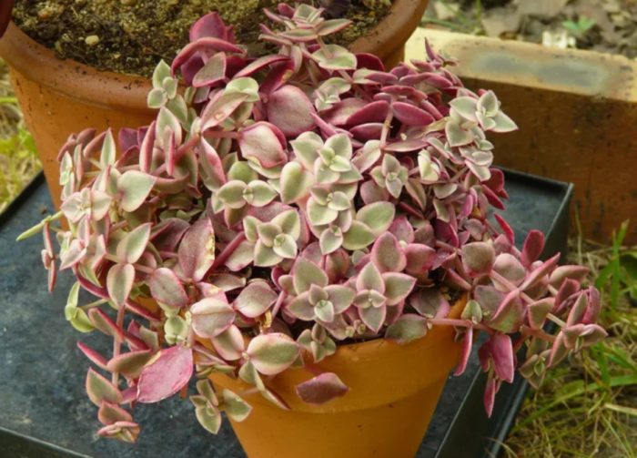 Маргинирана крассула