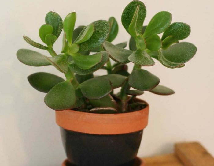Crassula ovata