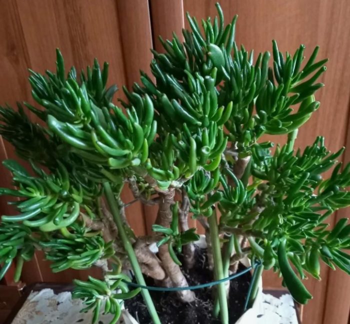 Тученица Crassula