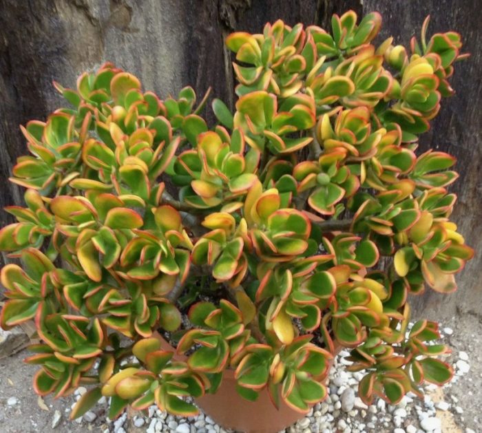 Залез на крассула