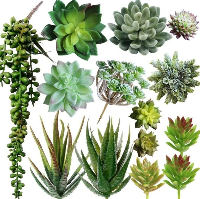 Листни сукуленти