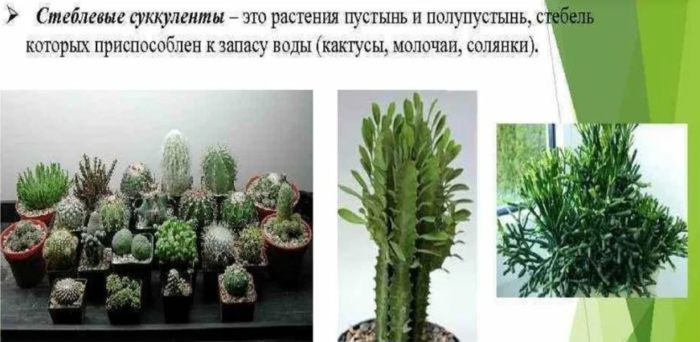 Стъблени сукуленти