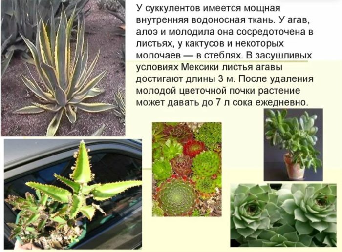 Листни и стъблени сукуленти