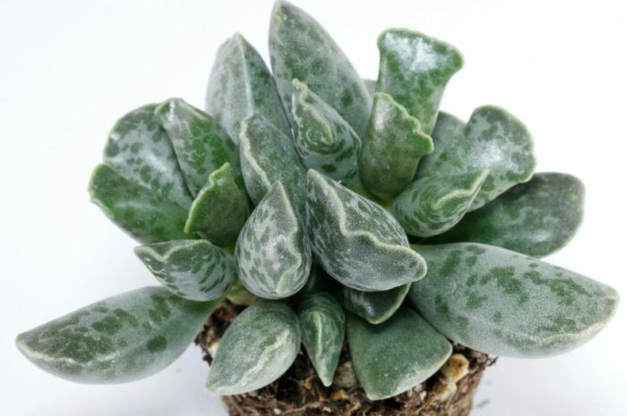 Сукулент Адромискус