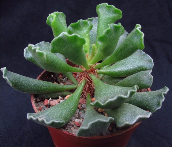 Адромишус кристатус