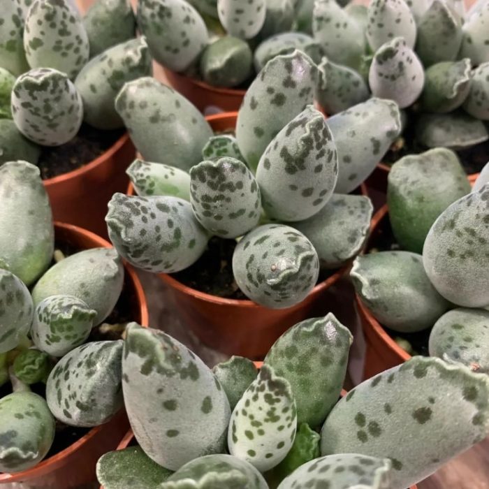 Адромишус купери