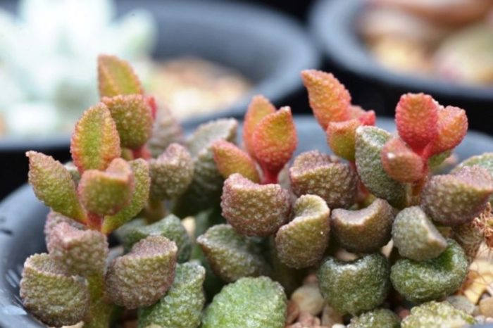 Разнообразие от Мариана