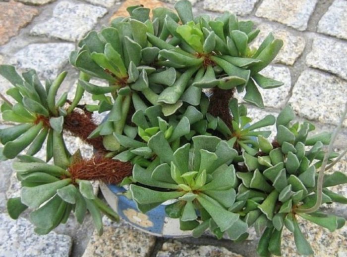 Адромишус пелници