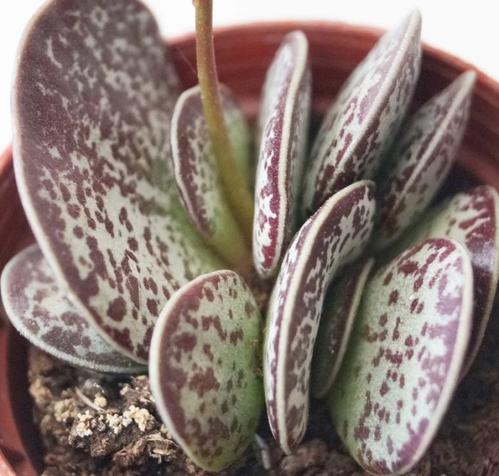 Пъстър Адромишус