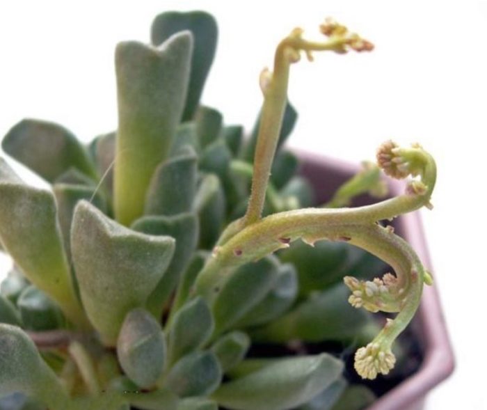 Набразден Адромишус