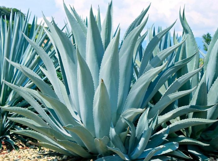 Синя агава