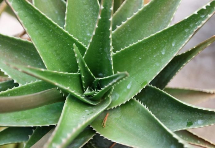 Американска агава