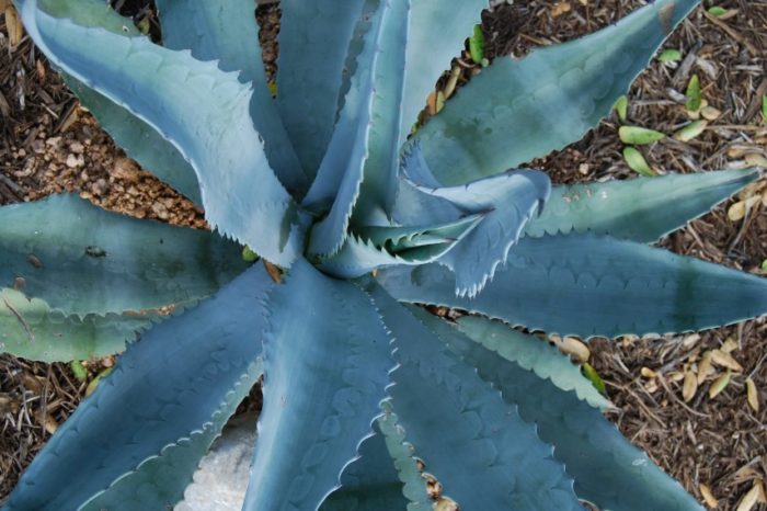 Синя агава
