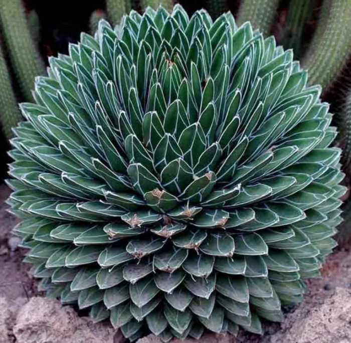 Кралица Виктория