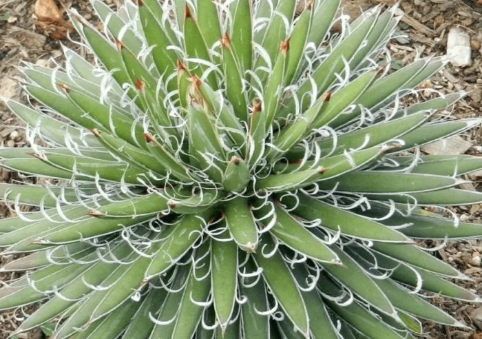 Агава филаментоза