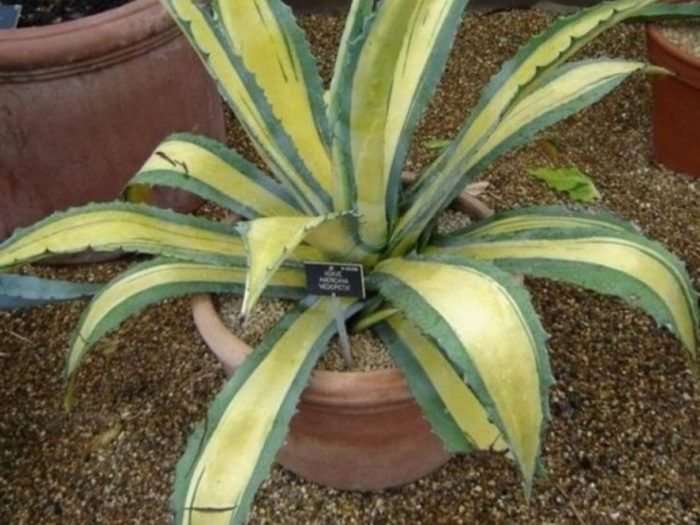 Раирана агава