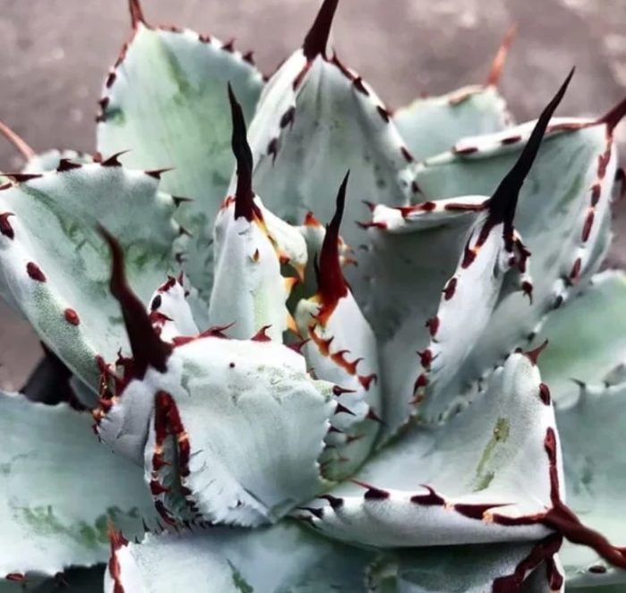 Агаве от картофено пъстроум