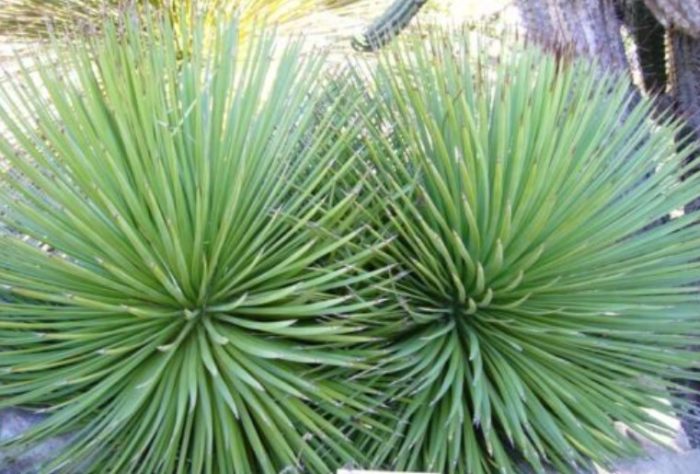 Компресиран изглед на агаве