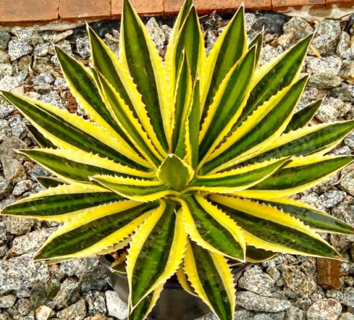 Агава с жълти ръбове