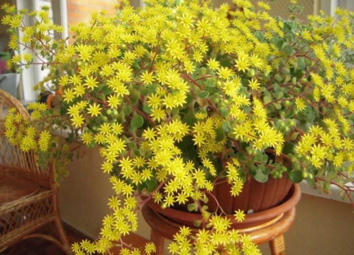 Сукулент Айхрисон в разцвет