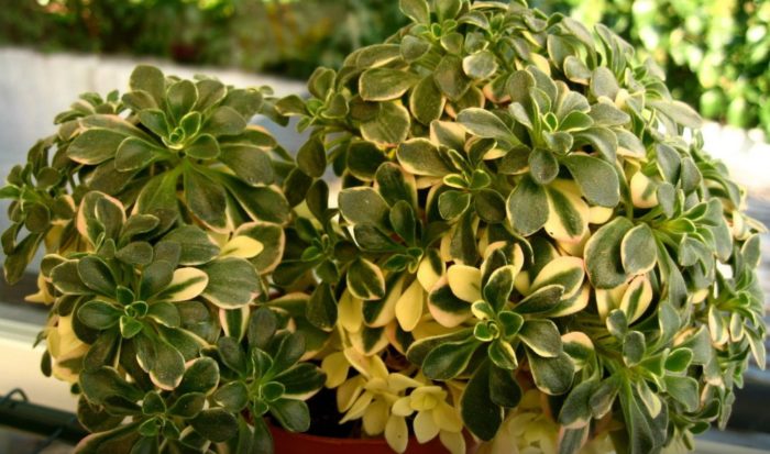 Хибрид Айхрисон