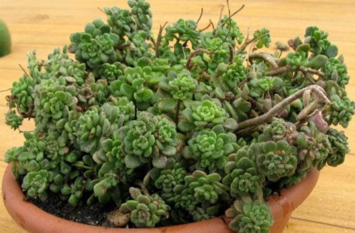 тортила Айхрисон