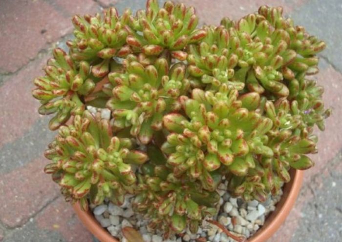 Аихрисон чистолистен