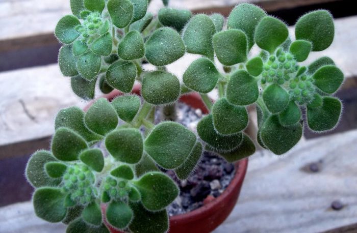 Простратен Айхрисон