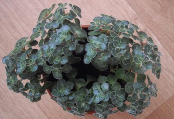 Точковиден aichryson