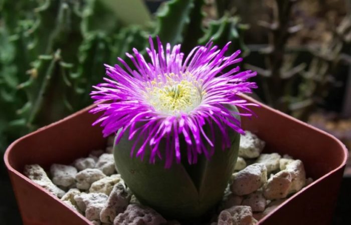 Цвете на аргиродерма