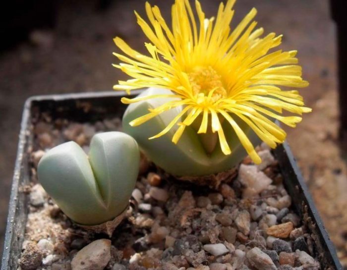 Аргиродерма с форма на чаша