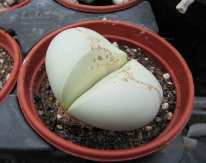 Тестикуларна аргиродермия