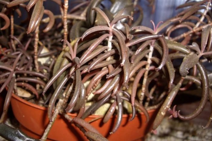 Бриофилум бовери