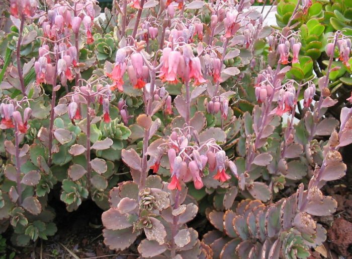 Бриофилум Федченко