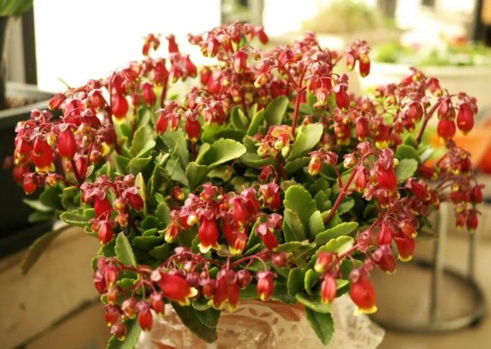 Бриофилиум Мангина