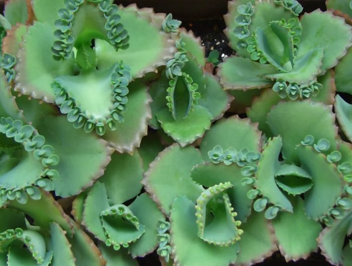 Перест бриофилум