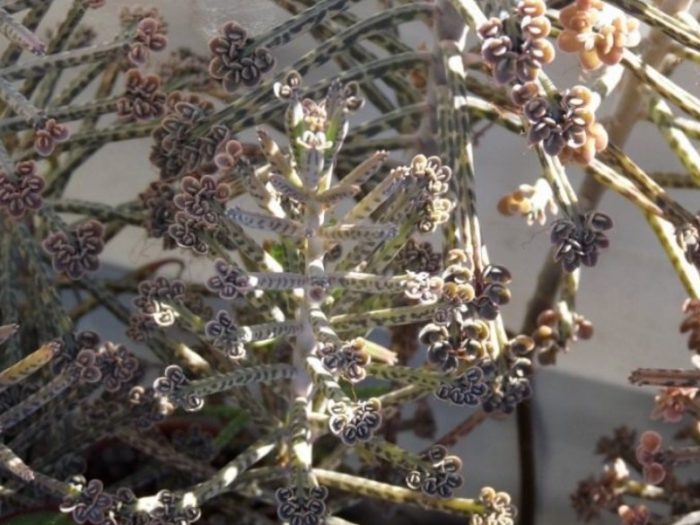 Бриофилум с тръбни цветове