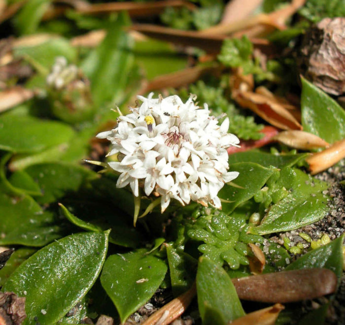 Амобиум калицероиден