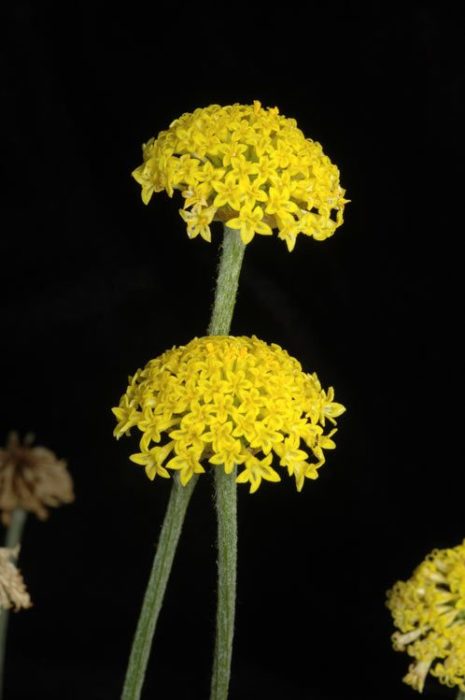 Амобиум краспедиоидес