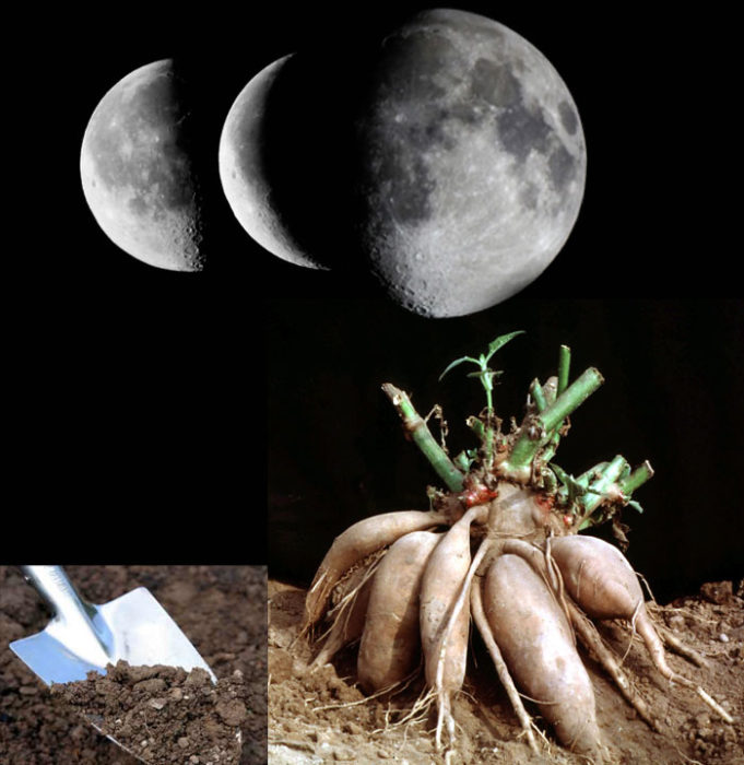 Луна и далии Засаждане на далии според лунния календар