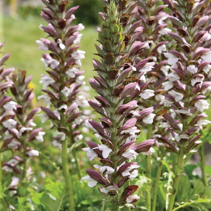 Разнообразие от свещи за сутринта