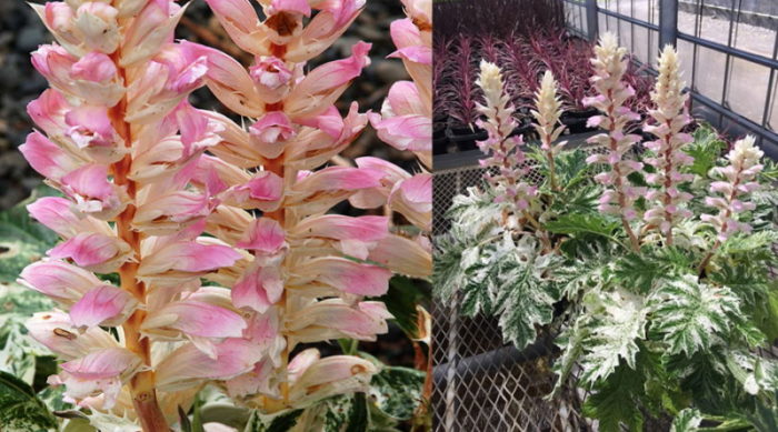 Разновидност Тасманийски ангел