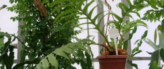 Аглаоморфа