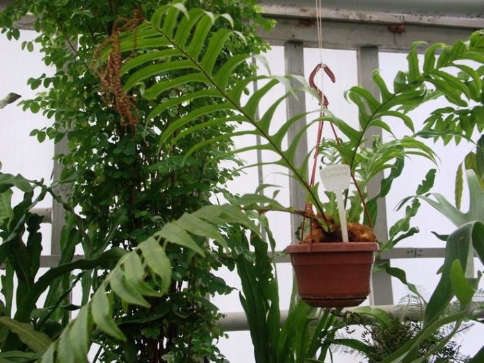 Аглаоморфа