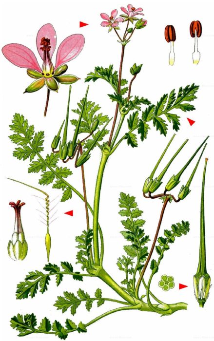 Ботаническа снимка на езика на щъркел