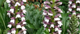 Цветя от акантус