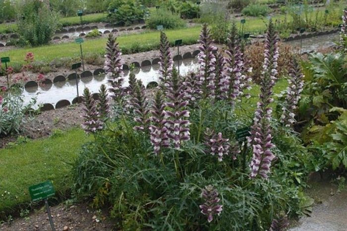 Място за акант