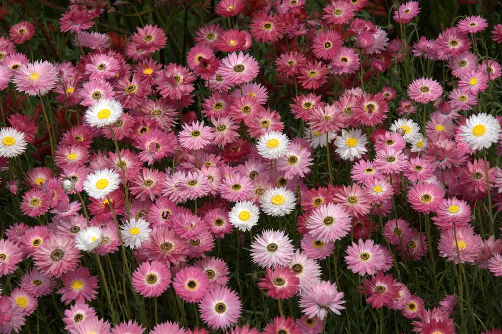 Акроклинум