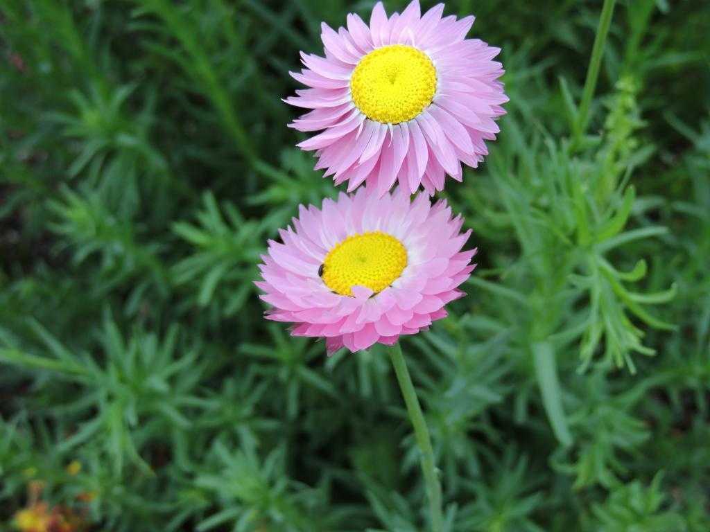 Два цвята на акроклиниум